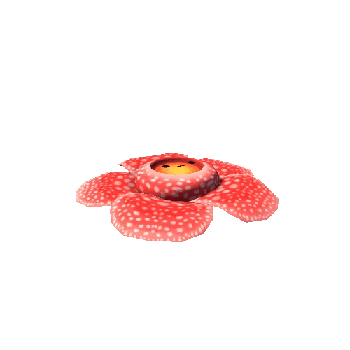 rafflesia (basic)